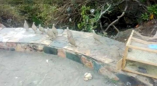 eight monkeys 11 greek partridges and black partridge recovered in raid photo express eight monkeys 11 greek partridges and black partridge recovered in raid photo express