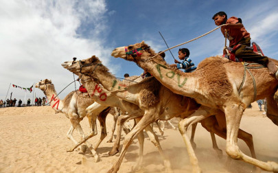 robots compete with child jockeys in egyptian camel races