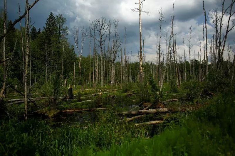 a reuters file photo of the bialowieza forest in europe a reuters file photo of the bialowieza forest in europe