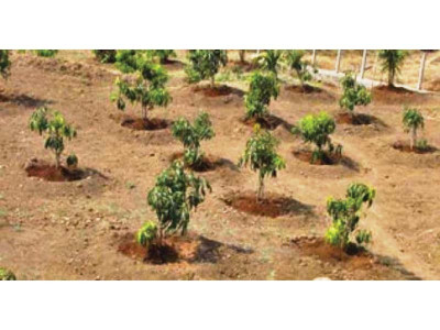 plan afoot to plant 1m trees in rawalpindi