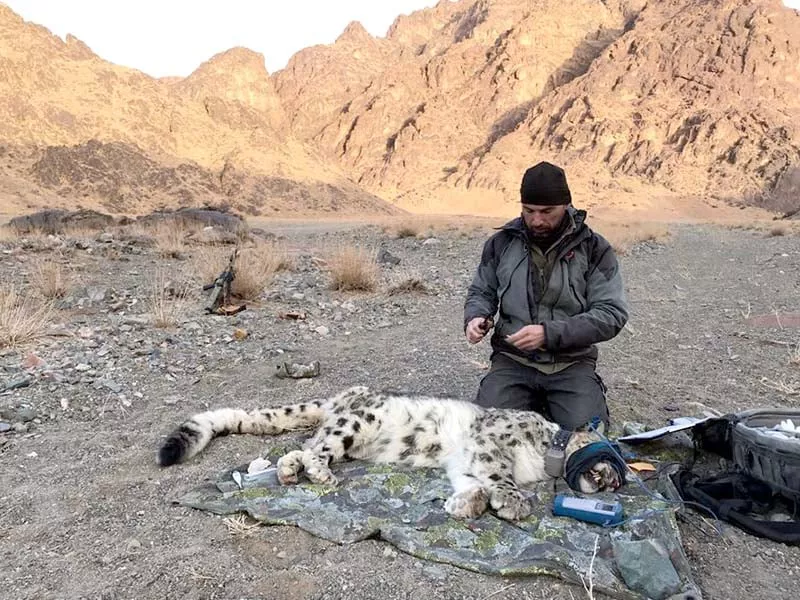 an expert puts a tracking collar on a snow leopard photo express an expert puts a tracking collar on a snow leopard photo express