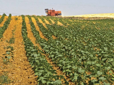 pakistan s agri committee to set crop targets in mid april