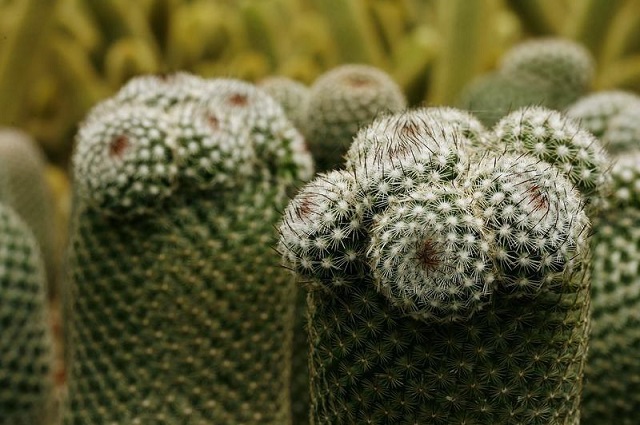 echinopsis cactus plants are seen at a plantation in san ramon de alajuela 43 miles 70 km north of san jose july 1 2010 photo reuters