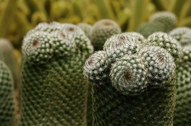 echinopsis cactus plants are seen at a plantation in san ramon de alajuela 43 miles 70 km north of san jose july 1 2010 photo reuters echinopsis cactus plants are seen at a plantation in san ramon de alajuela 43 miles 70 km north of san jose july 1 2010 photo reuters