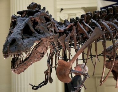 tyrannosaurus rex found in canada is world s biggest tyrannosaurus rex found in canada is world s biggest