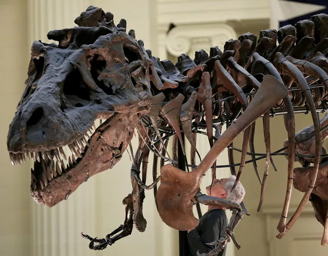 an exhibit featuring the dinosaur 039 s bones is to open in may at the royal saskatchewan museum photo reuters an exhibit featuring the dinosaur 039 s bones is to open in may at the royal saskatchewan museum photo reuters