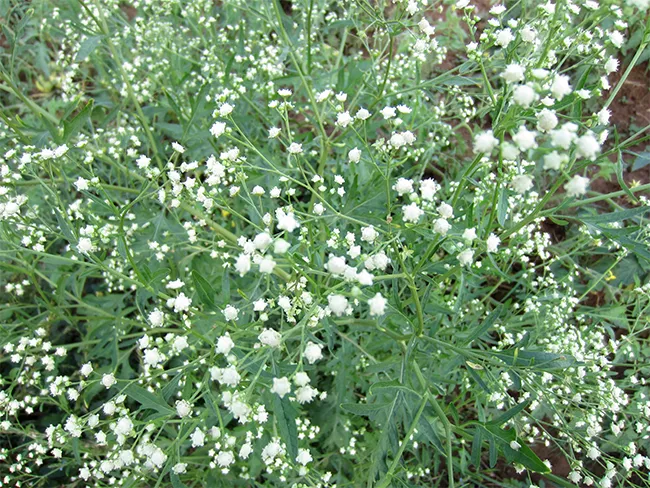 parthenium photo australian government parthenium photo australian government
