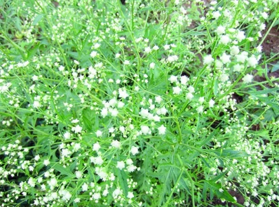 biocontrol agents approved to tackle weed biocontrol agents approved to tackle weed