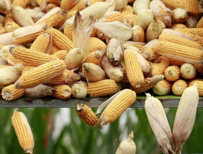 major stakeholders reject sowing of gm corn seeds major stakeholders reject sowing of gm corn seeds