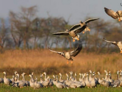punjab s winged winter visitors fight for survival