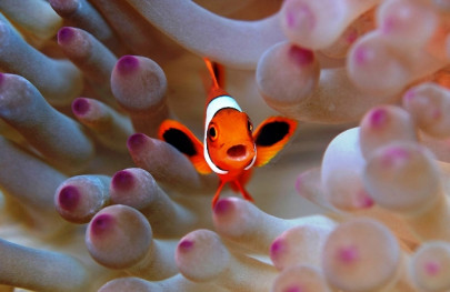 you have fish but they keep dying here are 5 tricks to make sure your fish have longer lives you have fish but they keep dying here are 5 tricks to make sure your fish have longer lives