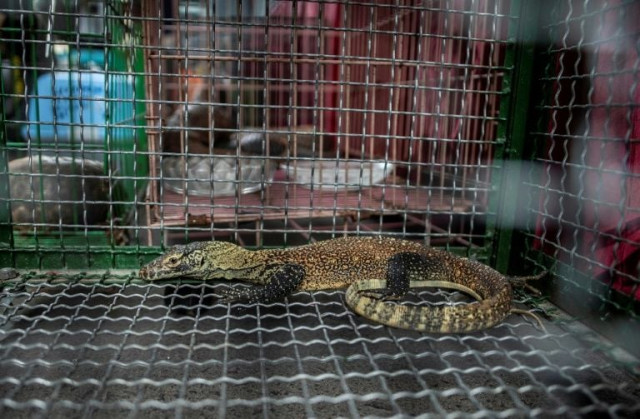juvenile komodo dragon in a cage photo afp juvenile komodo dragon in a cage photo afp