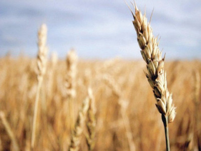 govt blamed for massive wastage of wheat in floods