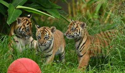rare sumatran tiger cubs make public debut at sydney zoo rare sumatran tiger cubs make public debut at sydney zoo