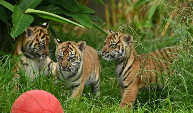 two female cubs and their brother explored the outside environment for the first time at sydney 039 s taronga zoo photo afp two female cubs and their brother explored the outside environment for the first time at sydney 039 s taronga zoo photo afp