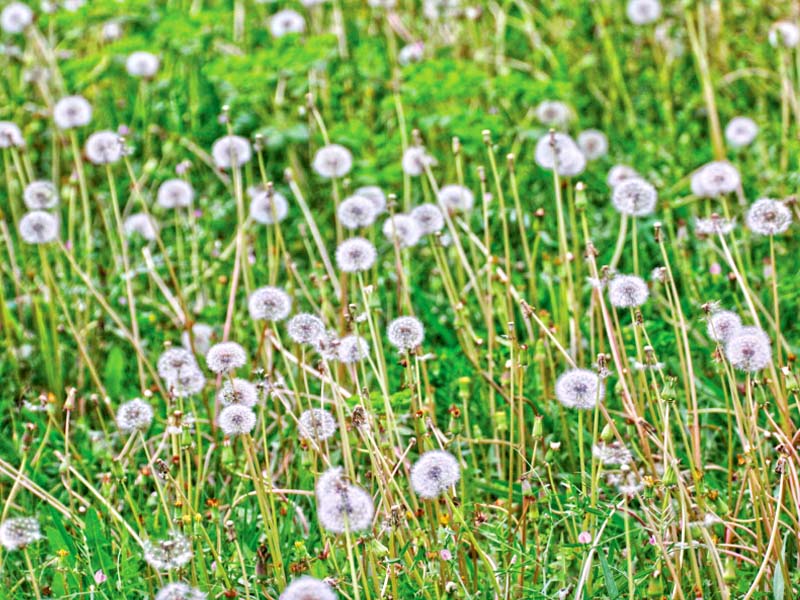 view of pollen flowers at garnen avenue photo online