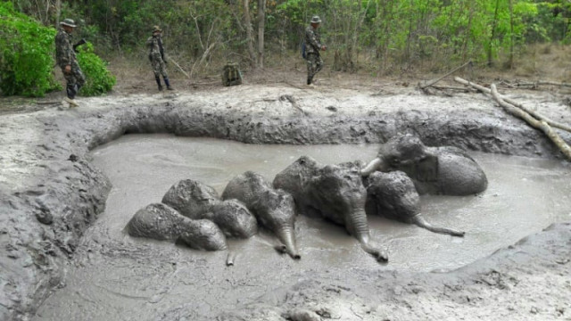 the elephant calves were stuck in a muddy watering hole when they found by park rangers photo afp the elephant calves were stuck in a muddy watering hole when they found by park rangers photo afp