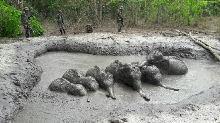 stranded baby elephants rescued by thai rangers