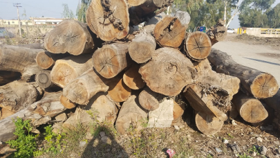 billion tree tsunami on altar of sacrifice billion tree tsunami on altar of sacrifice