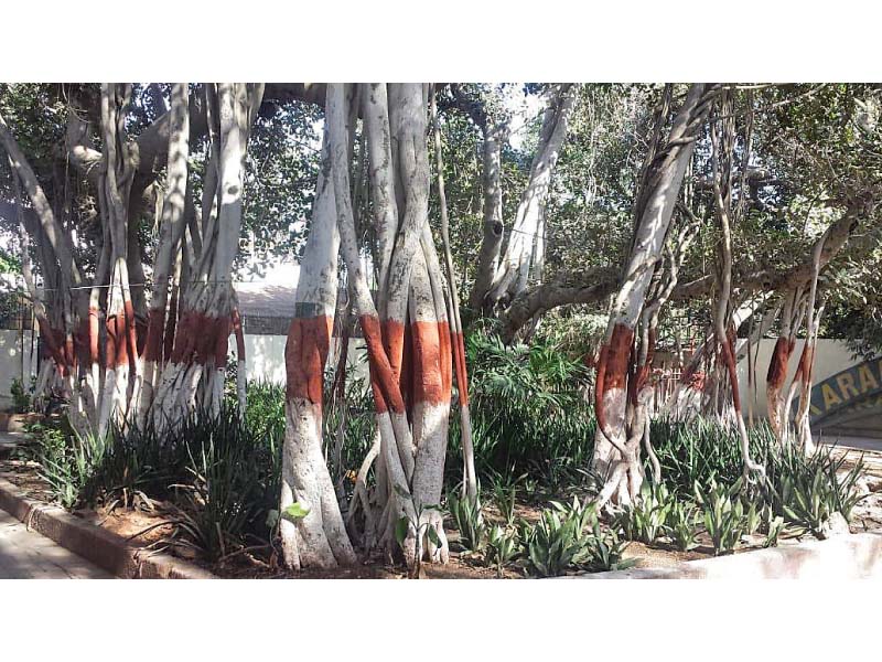 this 150 year old banyan tree has sprouted 22 massive stems and is home to many birds insects and animals species photo express