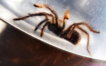 philippines seizes 750 smuggled tarantulas philippines seizes 750 smuggled tarantulas