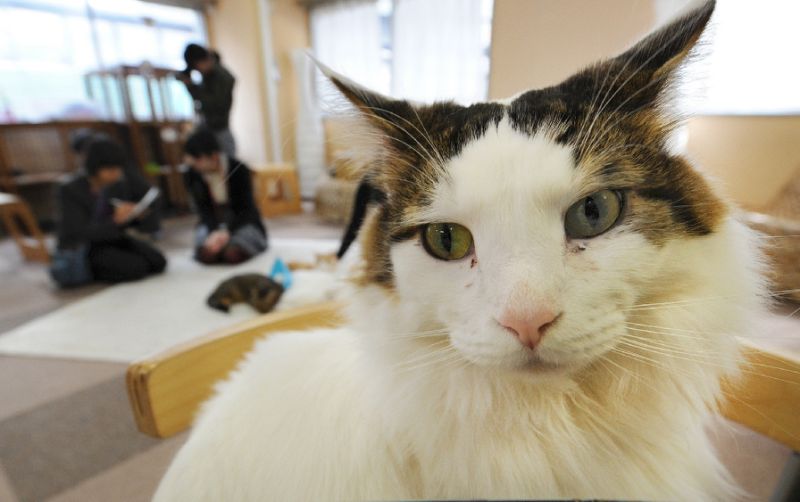 both household and cafe cats showed a similar ability in differentiating their own names from general words photo afp