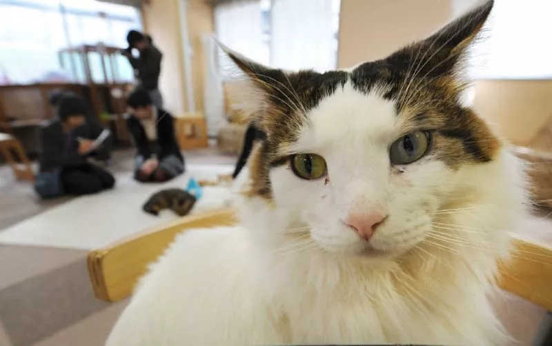 both household and cafe cats showed a similar ability in differentiating their own names from general words photo afp both household and cafe cats showed a similar ability in differentiating their own names from general words photo afp