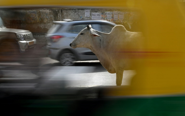 increased numbers of cows have been causing road accidents and havoc in rural areas photo afp