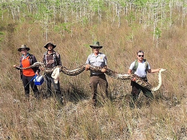 this photograph obtained april 7 2019 courtesy of the big cypress national preserve in florida shows a team of hunters holding one of the largest pythons ever captured in the region measuring over 17 feet photo afp this photograph obtained april 7 2019 courtesy of the big cypress national preserve in florida shows a team of hunters holding one of the largest pythons ever captured in the region measuring over 17 feet photo afp