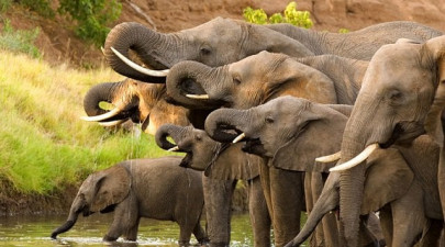 rhino poacher crushed by elephant devoured by lions in s africa rhino poacher crushed by elephant devoured by lions in s africa