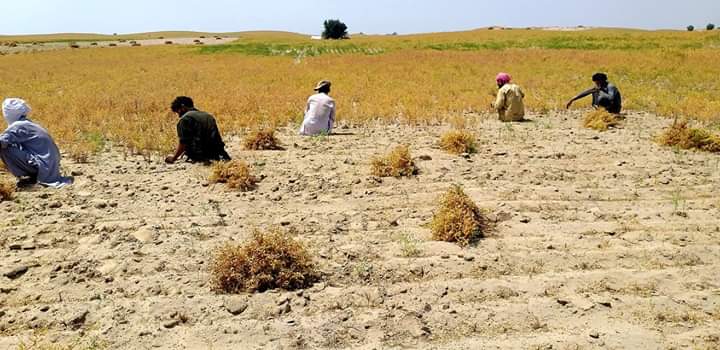 farmers work in a field to harvest gram crop photo express