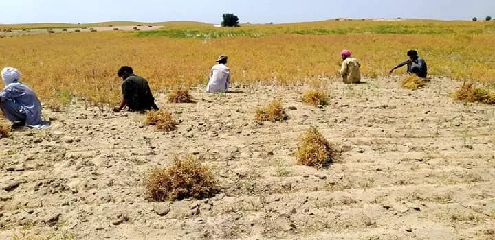 farmers work in a field to harvest gram crop photo express farmers work in a field to harvest gram crop photo express