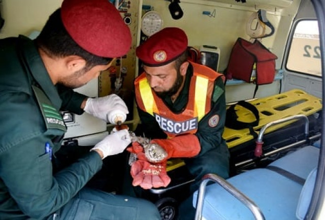 rescue 1122 team provides the pigeon medical aid and set it free photo express rescue 1122 team provides the pigeon medical aid and set it free photo express