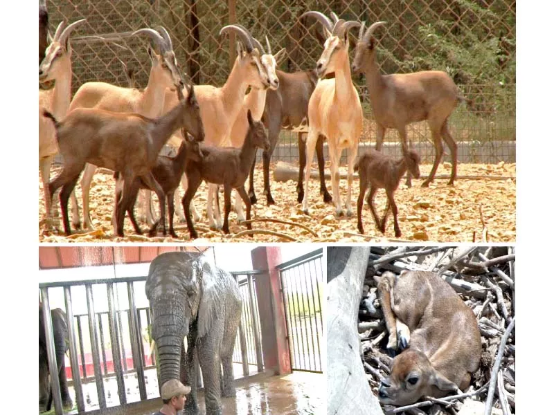 special arrangements in enclosures made at gulshan e iqbal s safari park to ensure the animals are not adversely affected by the city s heat photos express special arrangements in enclosures made at gulshan e iqbal s safari park to ensure the animals are not adversely affected by the city s heat photos express
