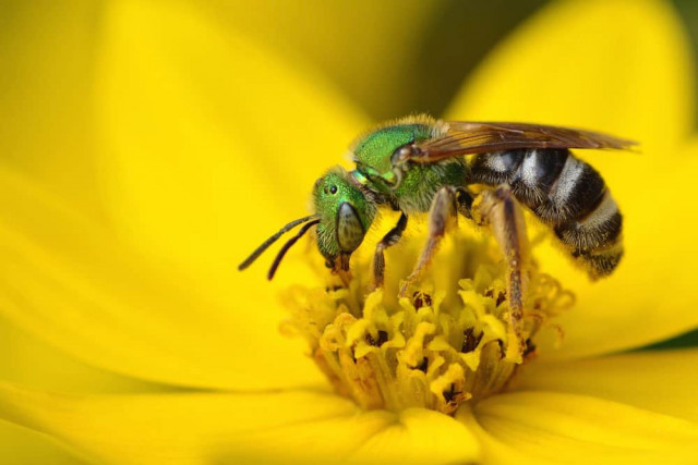 sweat bee photo terminix