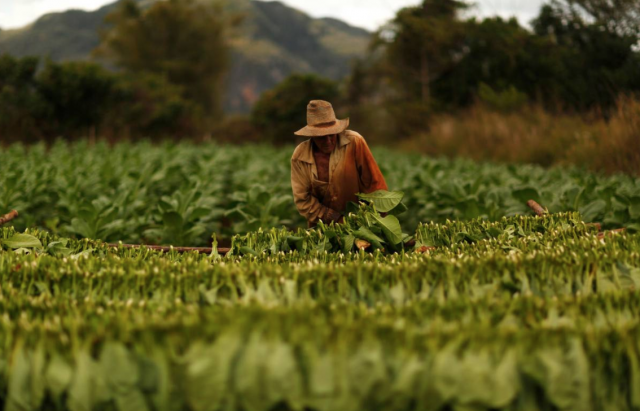 a farmer harvests tobacco leaves at a plantation in the valley of vinales photo reuters a farmer harvests tobacco leaves at a plantation in the valley of vinales photo reuters