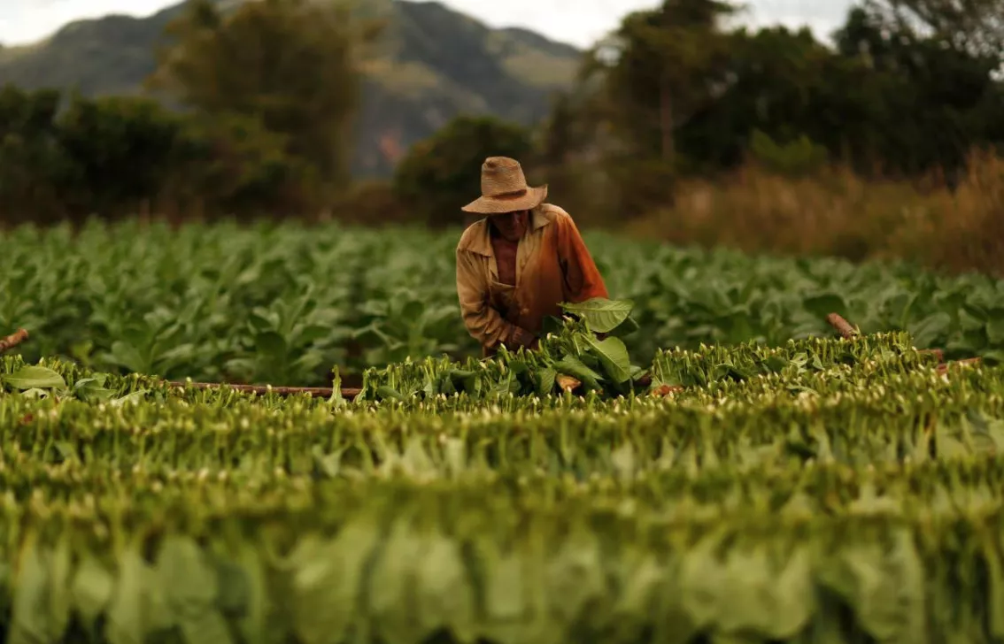 a farmer harvests tobacco leaves at a plantation in the valley of vinales photo reuters a farmer harvests tobacco leaves at a plantation in the valley of vinales photo reuters