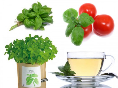 did you know that basil leaves fight cancer and help you quit smoking