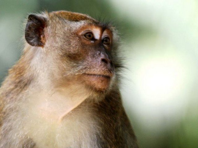 the monkeys underwent memory tests requiring them to remember colours and shapes on a screen photo file