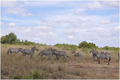 wildlife cherished in kenya butchered in pakistan