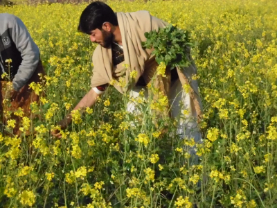 rain comes as blessing for crops rain comes as blessing for crops
