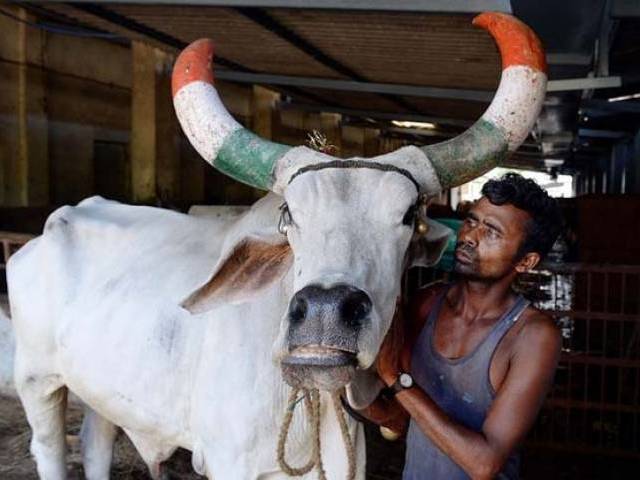 christian men skinning carcass of an ox attacked by a mob in jharkhand state of india photo afp