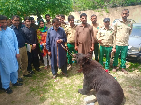 wildlife department in its raids arrested accused involved in the illegal trade of black bear birds photo express