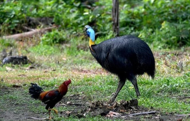 a cassowary photographed in indonesdia in 2017 photo afp file a cassowary photographed in indonesdia in 2017 photo afp file