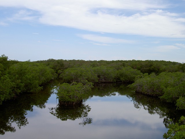 mangroves play a significant role in fending off the adverse effects of coastal hazards photo file