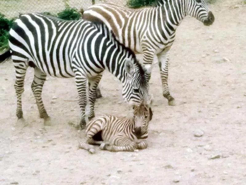there were a total of eight zebras in the zoo of which three have been transferred to an enclosure in sector f 8 photo express