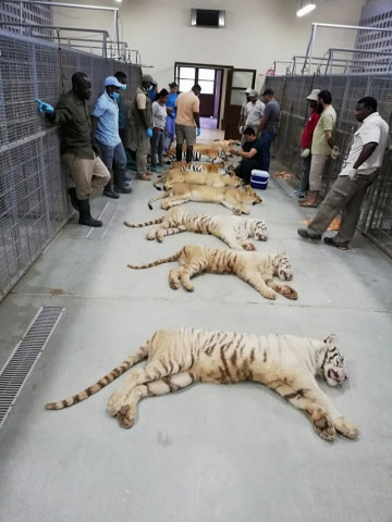 039 the wild animals reached the country on a special jet 039 photo express