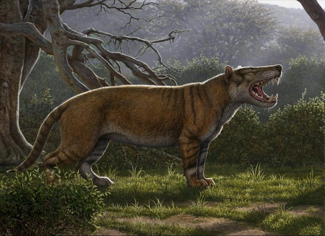 a simbakubwa kutokaafrika a gigantic mammalian carnivore that lived 22 million years ago in africa and was larger than a polar bear photo afp