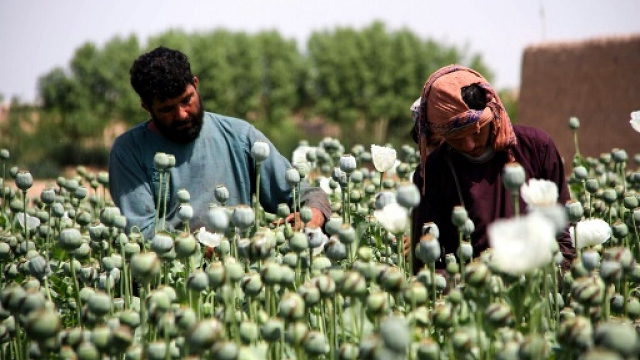 the sight of a seemingly endless expanse of opium producing flowers is common across rural afghanistan photo afp
