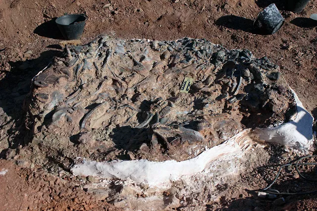 a 220 million year old dinosaur cemetery was discovered in the west of argentina with fossils of at least ten individuals photo afp